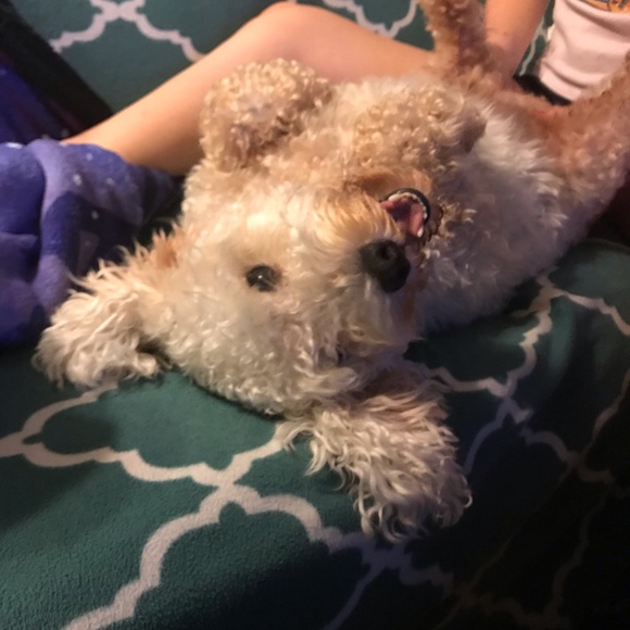 Meet your Posher, Cassie - Picture 2 of 16